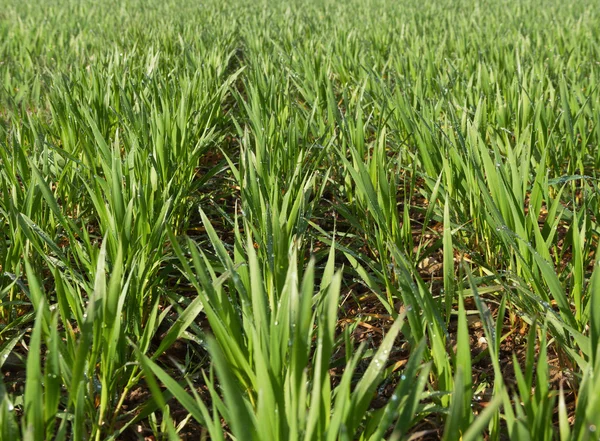 Frühlingsweizenfeld. — Stockfoto