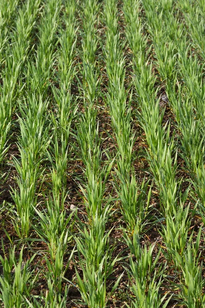 Frühlingsweizenfeld. — Stockfoto