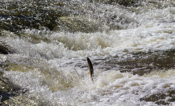 Peces que van río arriba para el desove . —  Fotos de Stock