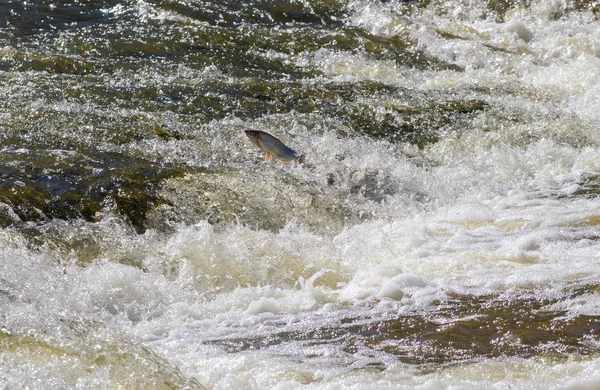 Hal megy upstream ívási. — Stock Fotó