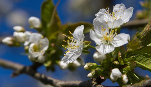 Blüte des Kirschbaums. — Stockfoto