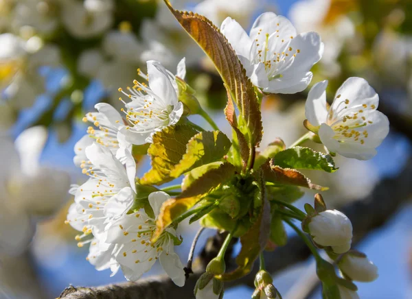 Цветок вишни . — стоковое фото