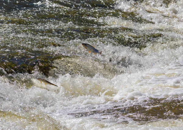 Fisk går uppströms för lek. — Stockfoto