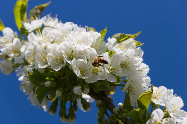 Honey bee and cherry tree. — Stock Photo, Image