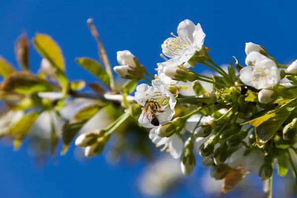 Honey bee a cherry strom. — Stock fotografie