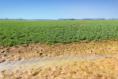 Islak kanola alan.