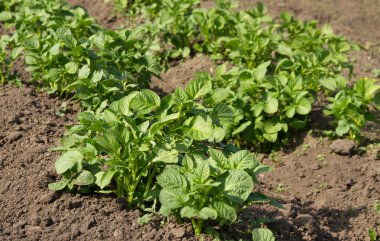 Genç patates büyüyen.