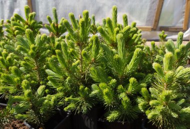 genç çam ağaçları.