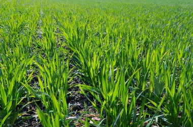 Bahar alan taze yeşil çim ile.