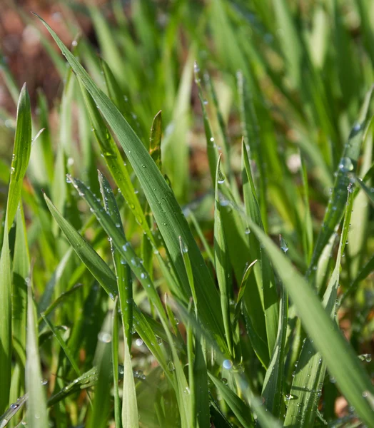 Schönes Frühlingsfeld. — Stockfoto