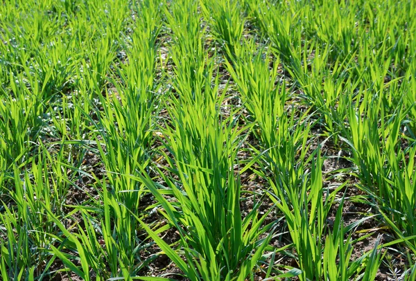 Schönes Frühlingsfeld. — Stockfoto