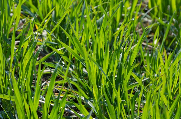 Bellissimo campo primaverile . — Foto Stock