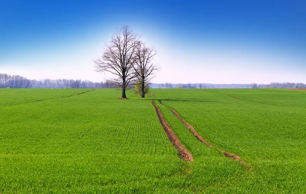 Field of young wheat. — Stock Photo, Image