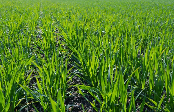 Bahar alan taze yeşil çim ile.