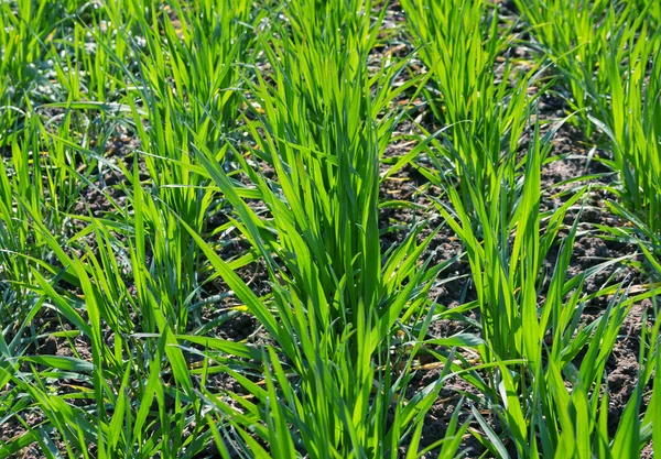 Campo de primavera com grama verde fresca . — Fotografia de Stock