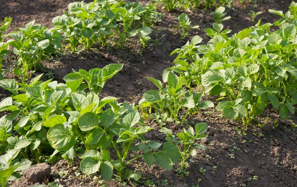 Groeiende jonge aardappel. — Stockfoto