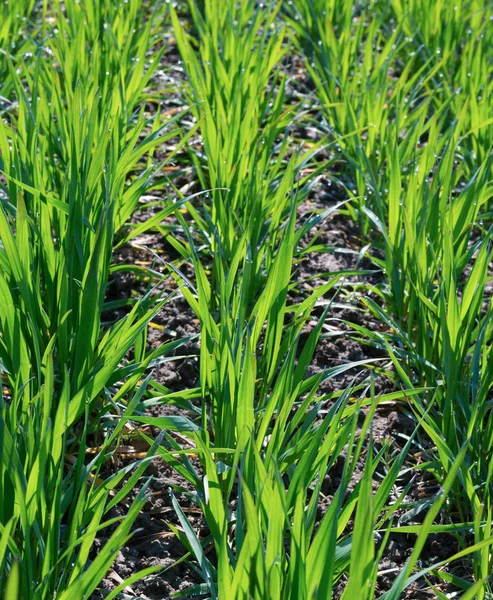 Campo de primavera com grama verde fresca . — Fotografia de Stock