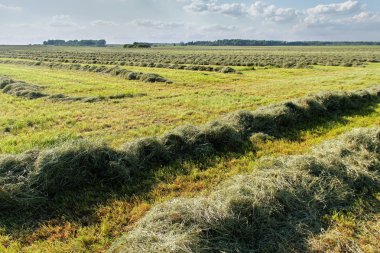 Bir alan üzerinde mowed saman.