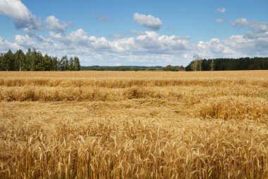 Olgun altın buğday.