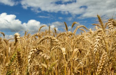 Altın buğday büyüyen.
