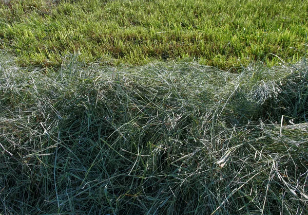 Mowed green hay. — Stock Photo, Image