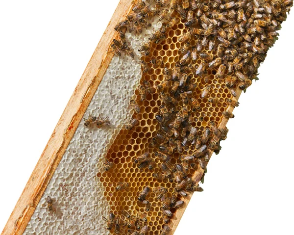 Пчелы на сотах. — стоковое фото