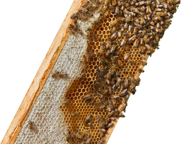 Abejas en panal . — Foto de Stock