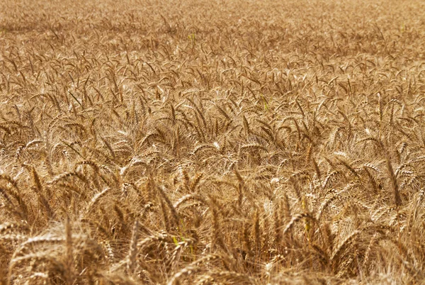 Стиглі золота пшениця . — стокове фото