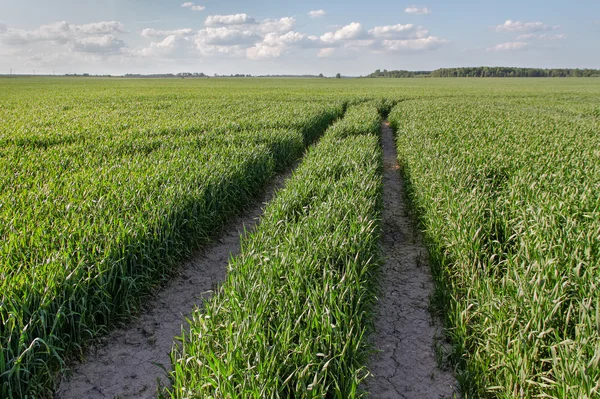 Campo de trigo no campo . — Fotografia de Stock