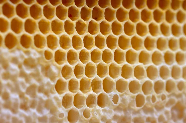 Honingraten voor achtergrond. — Stockfoto