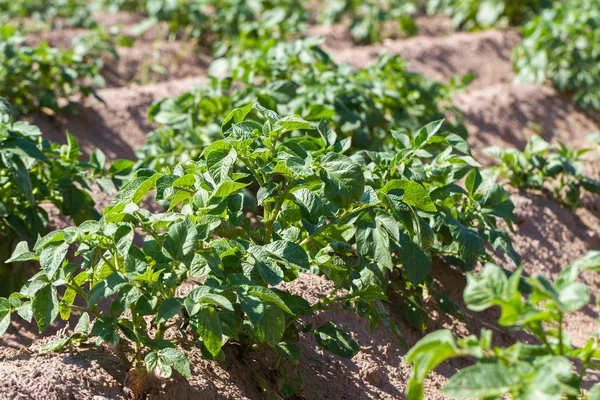 Veld met groeiende groene aardappelen. — Stockfoto