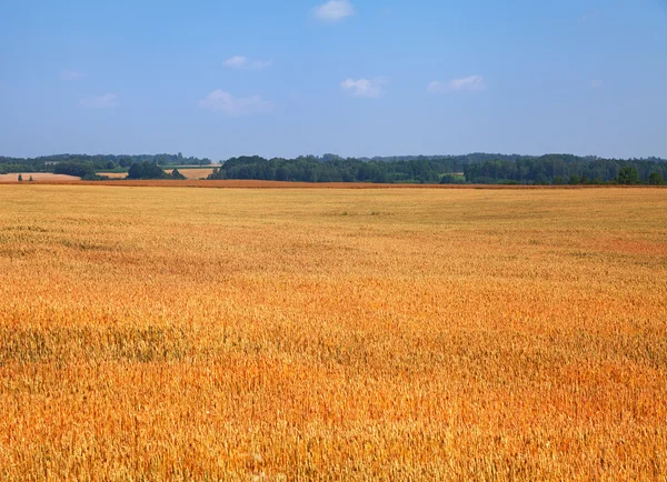 Reife Goldölsaaten. — Stockfoto