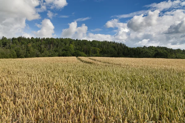 Groene tarweveld. — Stockfoto