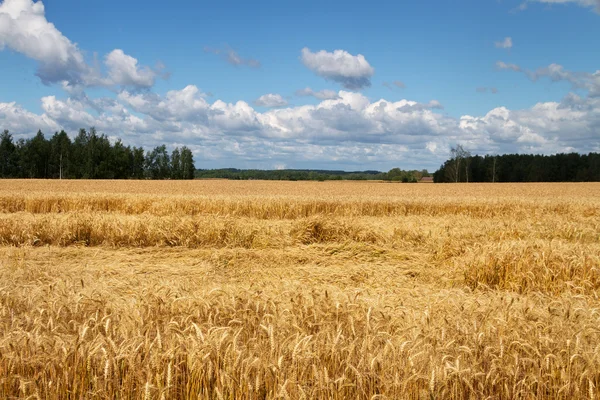 Reifes Weizenfeld. — Stockfoto