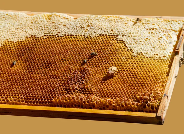 Pszczoły na plastrze miodu. — Zdjęcie stockowe