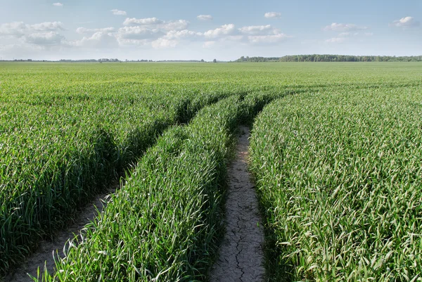 Campo di grano verde. — Foto Stock