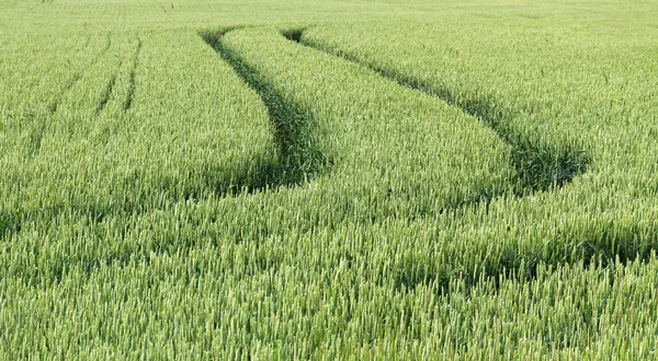 Campo de trigo verde. — Fotografia de Stock