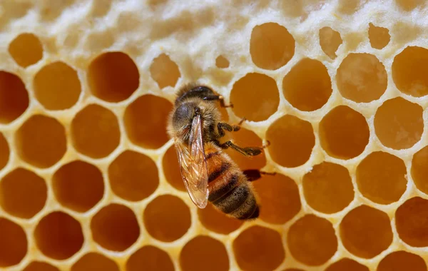 Bee op frame van honingraat. — Stockfoto