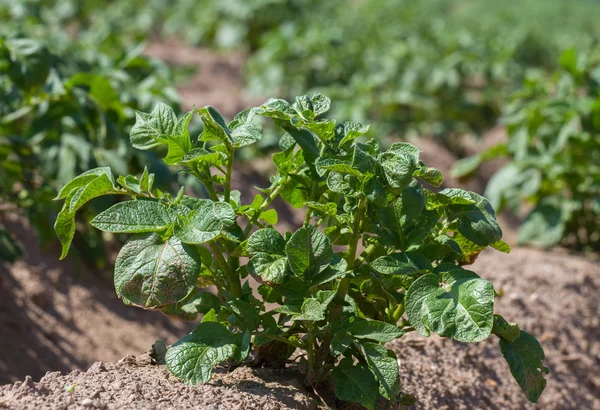 Field with growing green potatoes. — Stock Photo, Image