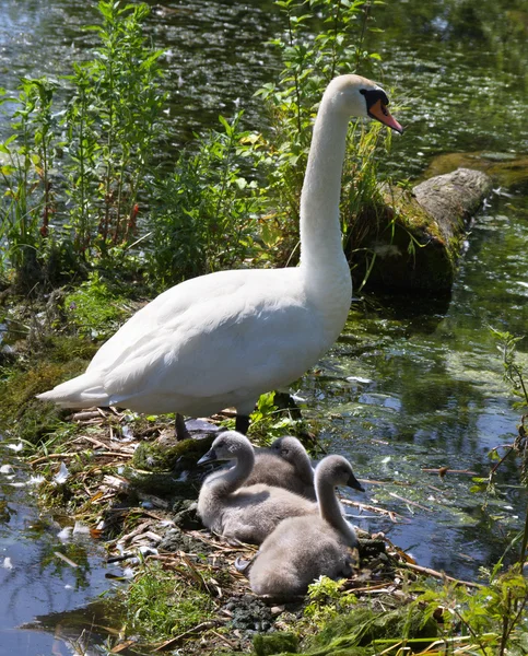 Family of swans. — Stock Photo, Image