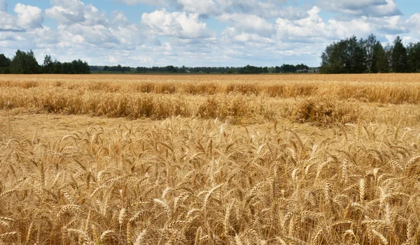 Campo de trigo maduro . — Fotografia de Stock