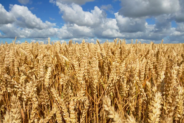 熟した小麦畑成熟的小麦字段. — ストック写真
