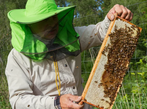 Lavoro di apicoltore fuori . — Foto Stock