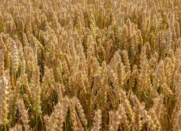 Ripe wheat field. — Stock Photo, Image