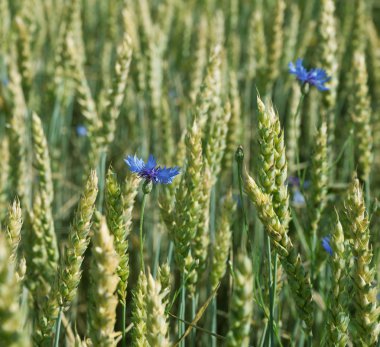 Peygamber Çiçeği alan.