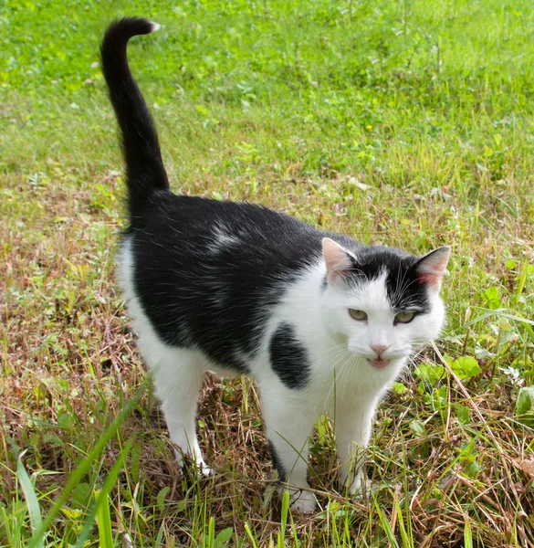 Gato preto e branco. — Fotografia de Stock