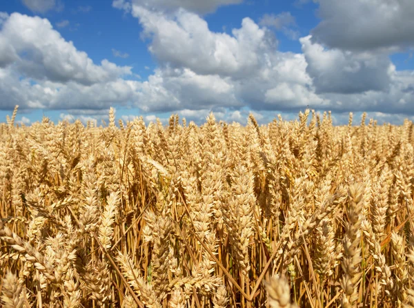 Frumento giallo maturo . — Foto Stock