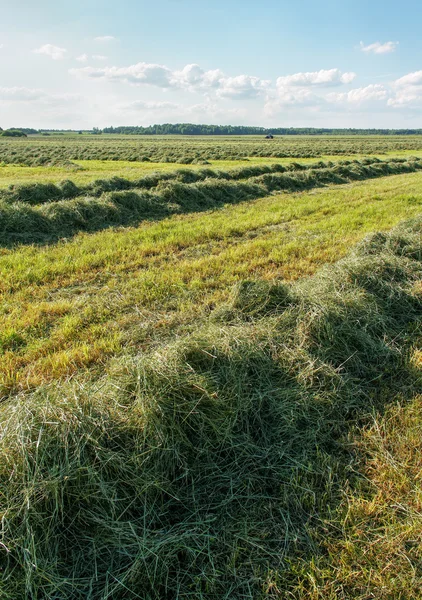 Grön mejade hö. — Stockfoto