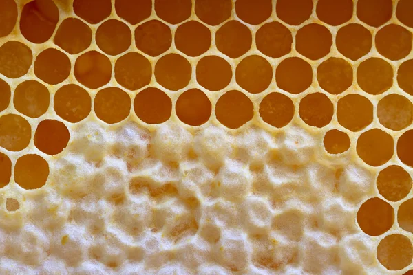 Honeycombs for background. — Stock Photo, Image