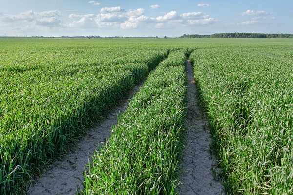 Campo de trigo verde. — Fotografia de Stock